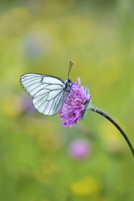 2022-06-FCa-0036-Baum-Weissling