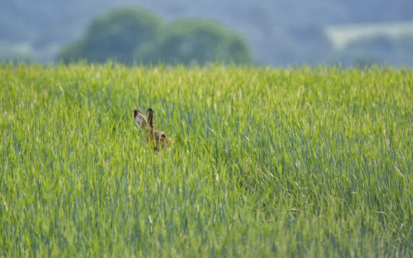 2022-06-FCa-0039-Feldhase