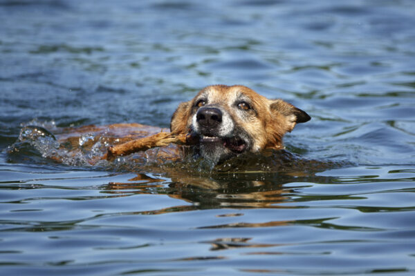 2022-06-FCa-0054-Malinois-Podenco-Mix