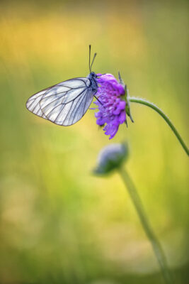 2022-06-FCa-0056-Baum-Weissling