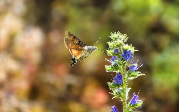 2022-06-FCa-0060-Taubenschwaenzchen