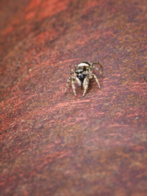 2022-06-FCa-0063-Zebraspringspinne