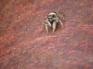 2022-06-FCa-0063-Zebraspringspinne