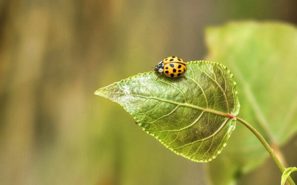 2022-06-FCa-0064-Asiatischer-Marienkaefer