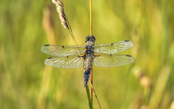 2022-06-FCa-0066-Vierfleck-Libelle