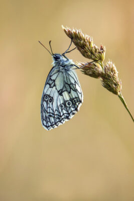 2022-06-FCa-0072-Schachbrettfalter