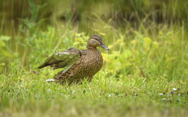 2022-06-FCa-0081-Stockente-weiblich
