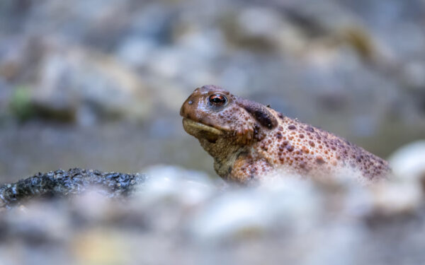 2022-06-FCa-0093-Erdkroete