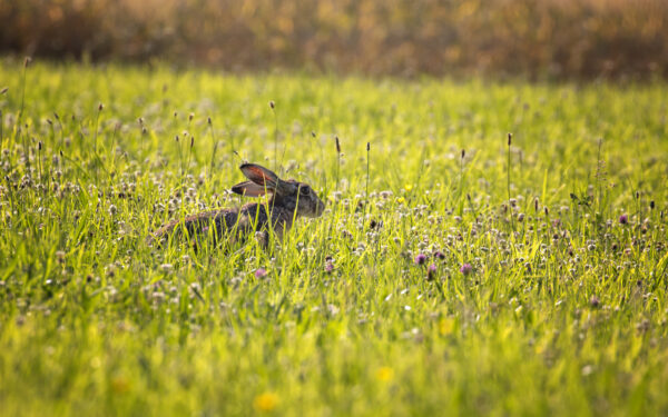 2022-06-FCa-0099-Feldhase