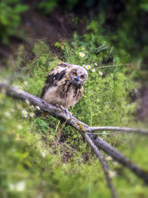 2022-07-FCa-0002-Europaeischer-Uhu