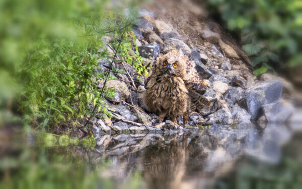 2022-07-FCa-0003-Europaeischer-Uhu