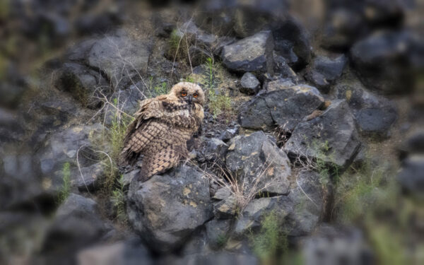 2022-07-FCa-0005-Europaeischer-Uhu