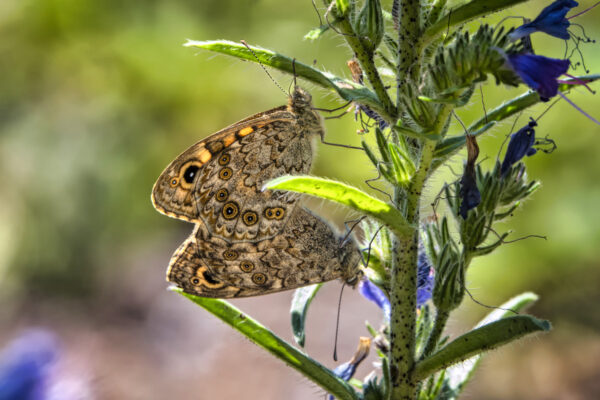 2022-07-FCa-0012-Mauerfuchs-Paarung