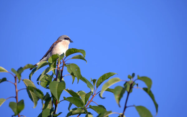 2022-07-FCa-0019-Neuntoeter-maennlich
