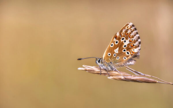 2022-07-FCa-0033-Silbergruener-Blaeuling-weiblich