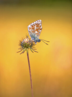 2022-07-FCa-0034-Silbergruener-Blaeuling-maennlich