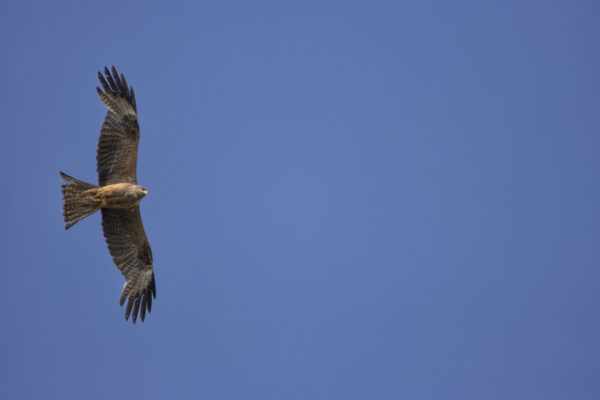 2022-07-FCa-0047-Schwarzmilan