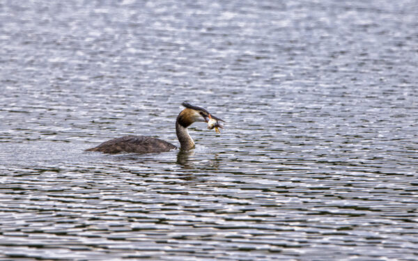 2022-07-FCa-0051-Haubentaucher