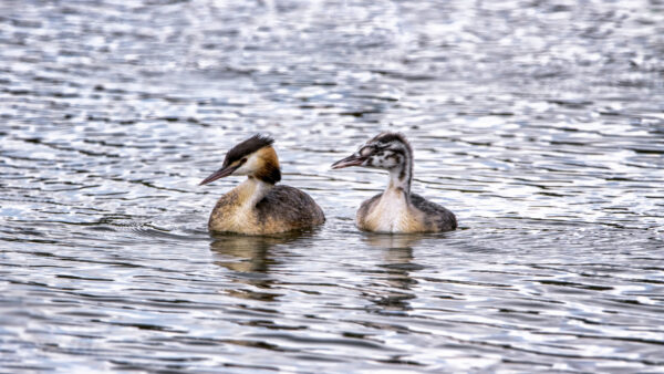 2022-07-FCa-0057-Haubentaucher