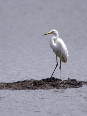 2022-07-FCa-0062-Silberreiher