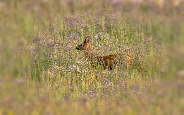 2022-07-FCa-0071-Reh