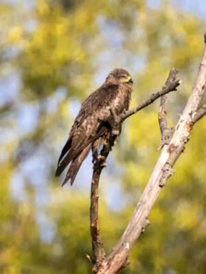 2022-07-FCa-0073-Schwarzmilan