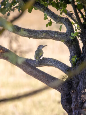 2022-07-FCa-0075-Gruenspecht-weiblich-Jungtier