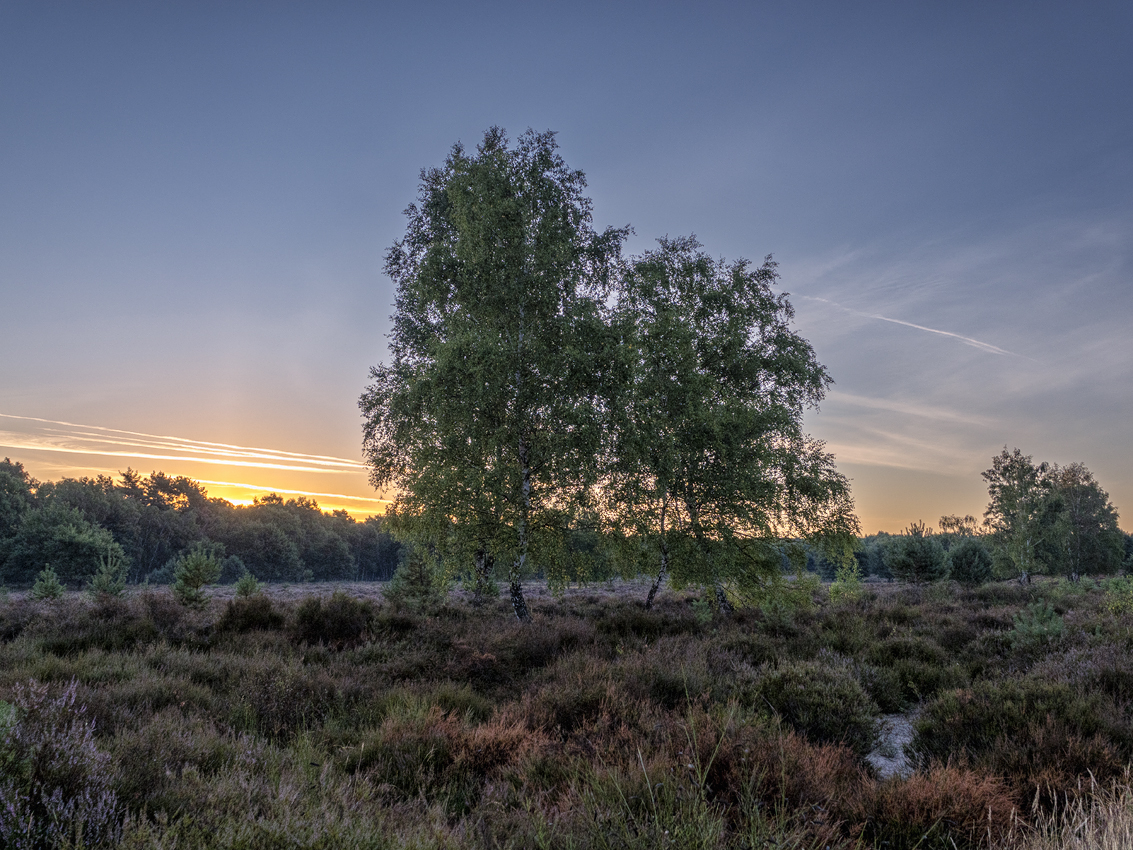 Frühmorgens in der Wahner Heide