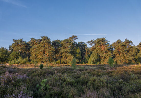 Fr&uuml;hmorgens in der Wahner Heide