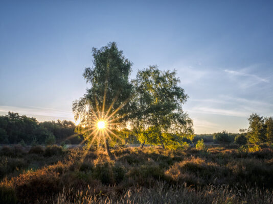 Fr&uuml;hmorgens in der Wahner Heide