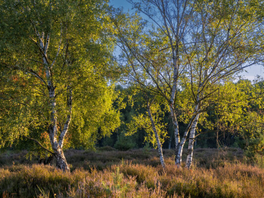 Fr&uuml;hmorgens in der Wahner Heide