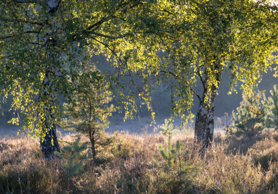 Fr&uuml;hmorgens in der Wahner Heide