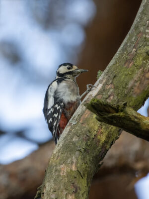 Buntspecht - weiblich