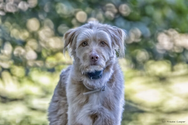 Mischlingshund Mischlingshund