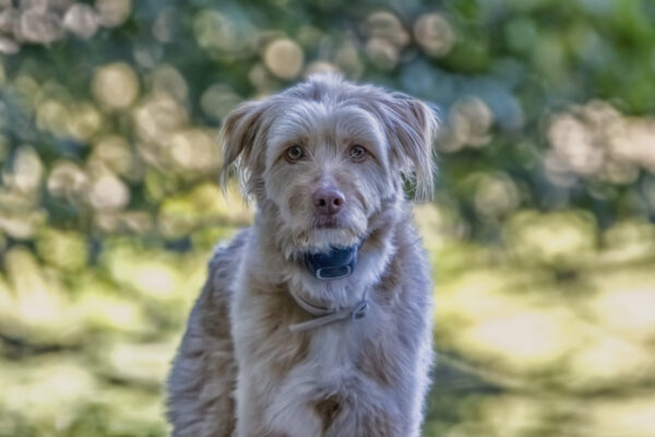 2022-08-FCa-0012-Hund-Mischling