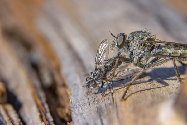 2022-08-FCa-0013-Raubfliege-Beute-Fliege