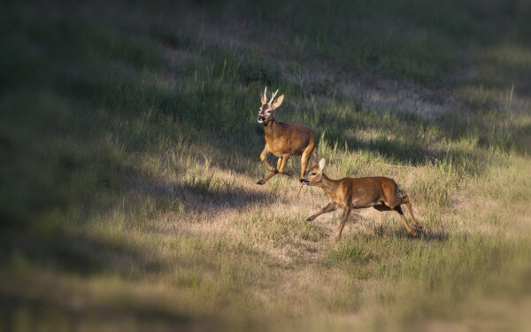 Blattzeit - der Rehbock treibt die Ricke vor sich her
