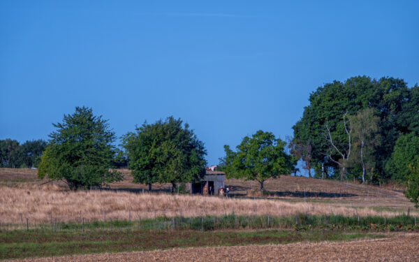 Sp&auml;tsommer im Vorgebirge