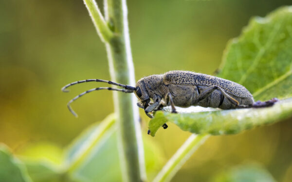 Gro&szlig;er Pappelbock