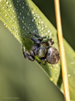 Dunkle Sichel-Springspinne