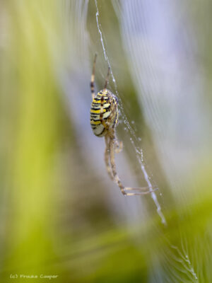Wespenspinne - weiblich