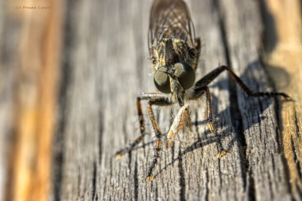 Gemeine Raubfliege mit Beute