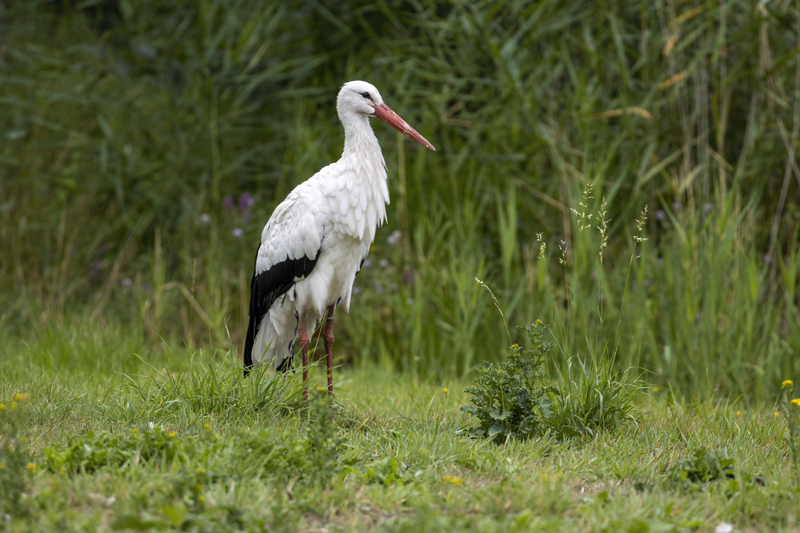 Weißstorch