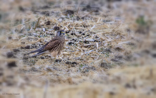 Turmfalke - weiblich