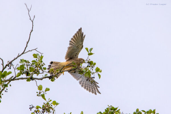 Turmfalke - weiblich