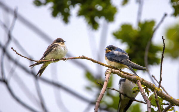 2022-08-FCa-0078-Rauchschwalben-Jungtier-Alttier