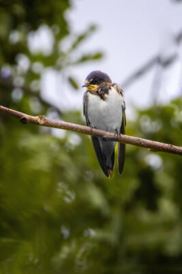 2022-08-FCa-0080-Rauchschwalbe