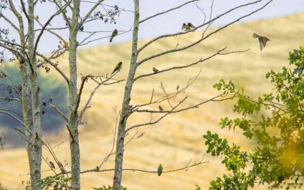 2022-08-FCa-0082-Bienenfresser-Sperlinge