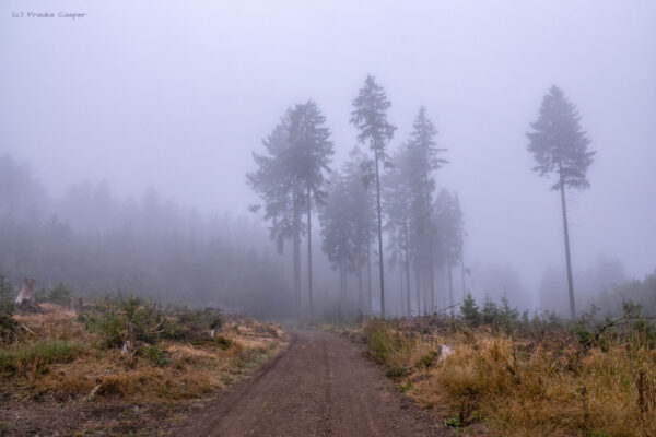 Nebel in den H&ouml;henlagen der Eifel