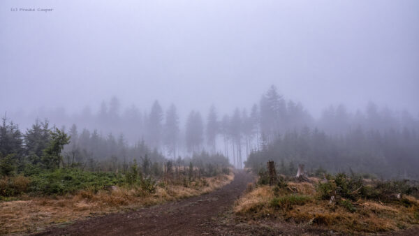 Nebel in den H&ouml;henlagen der Eifel